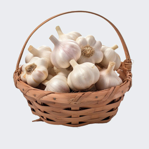 Garlic